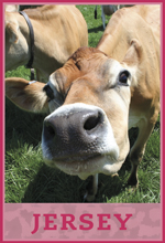 jersey dairy cow jersey dairy cow